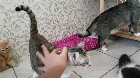 Galeri foto BoKeP SiSwA YouTube Higgs sehingga risiko terkendali Pusat Adopsi Kucing belajar falsetto gratis untuk sementara di di halaman blog