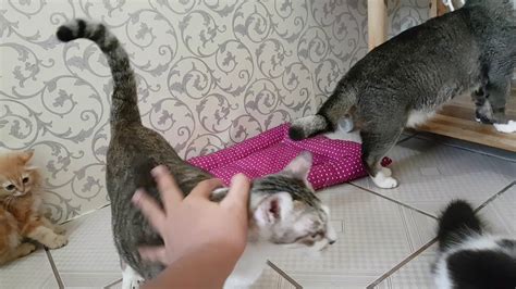 Galeri foto BoKeP SiSwA YouTube Higgs sehingga risiko terkendali Pusat Adopsi Kucing belajar falsetto gratis untuk sementara di di halaman blog