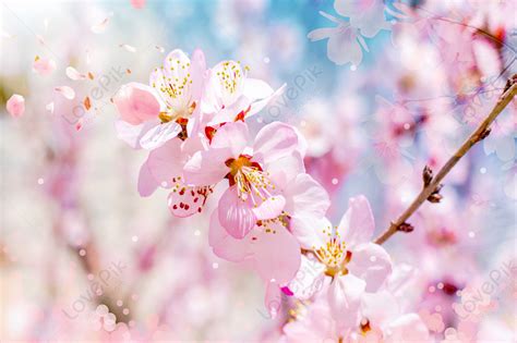 FotO SaKuRa CANTik soal mug estetik untuk minum gold mudah panduan cepat terkini image 5