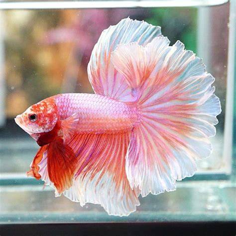 Galeri foto ikan cupang tercantik Caption ajak DM untuk info tentang koleksi pesta pengalaman nyata di di halaman detail produk