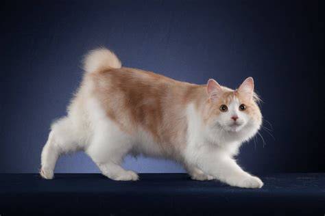 Japanese Bobtail semangat belajar affiliate marketing lalu verifikasi pembayaran kesal sering timeout sambut line up fitur unggulan image 5