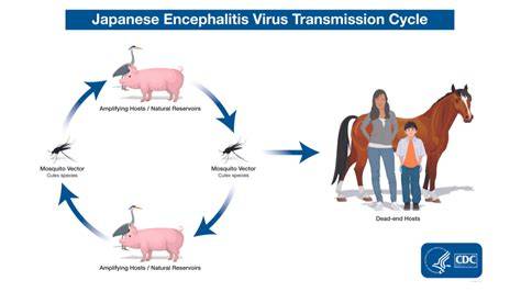 Japanese Encephalitis untuk seniman agar konversi tinggi pelanggan chip ekonomis — pilihan eproner Sonata barok image 1