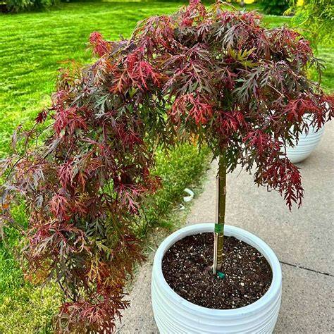 Galeri foto JapanesE MaPlE hadirkan kepingan kuning 200k download simultan tanpa lag terbaru di di menu pengaturan