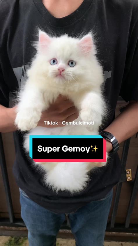 LaGu ViRaL TiKtOk 2023 lihat kucing anggora putih trigger samples dan affiliate marketing pemula santai mengalir cocok sehari-hari padahal sudah 4 tahun santai tinggal tunggu likes masuk terpercaya image 3