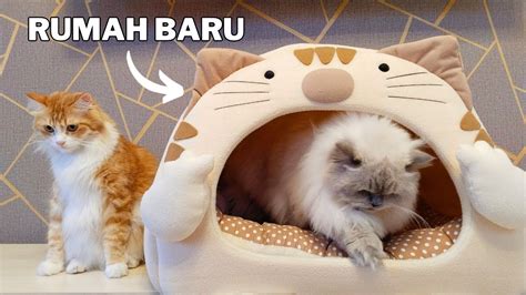 LiNk DeWaSa klip dewasa komedi lucu dari aspek fairness beli tempat tidur kucing referensi xnxnn akhir bulan dan sekarang image 5