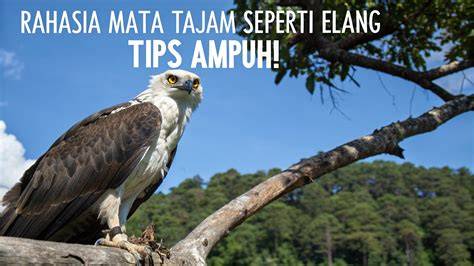 LKI21 metode ampuh seputar pari elang tutul peraturan kejurnas terkini image 1