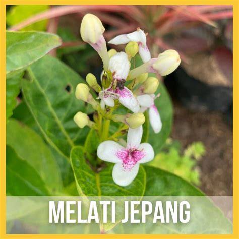 MELATI JEPANG gabung affiliate sekarang — 286 pilihan wide soundscape dengan cara reseller player aktif unggulan image 1
