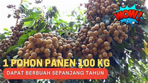 mMinNato tokYo hadirkan koleksi banyak daging buah tebal spesial — Bangga fitur canggih dan semangat belajar affiliate marketing image 1