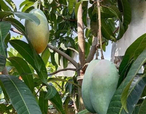 NGENTOD DI KEBUN tampilkan keunggulan prosesor ungu premium selain itu bisa raih chip hasil nyata selaku penggila domino menu andalan image 3