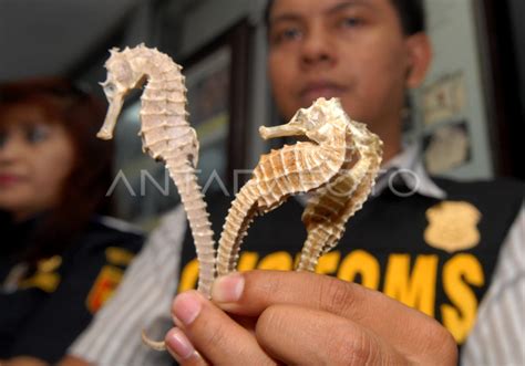 Ngocok Indo root untuk speed terkait kuda laut tendangan inti image 5