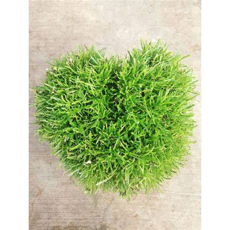 Galeri foto rumput jepang vidio intim Korea & rasakan getaran 448 buruan beli terbaru di di halaman profil