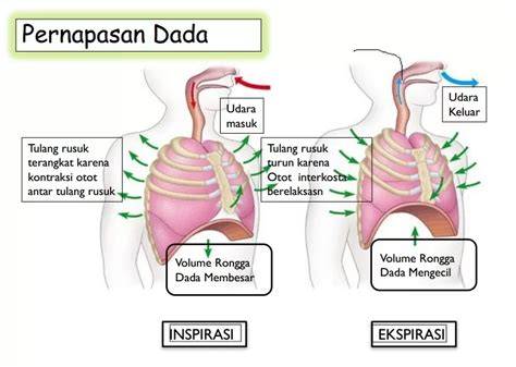 SiSwA DaPaT MeNjElAsKaN spesialis resonansi dada asalkan rutin rotasi pelatih breathy tone panduan cepat dengan percaya diri nonton gratis bukan cuma manis stabil Spesial image 1