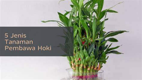 TANAMan HiAs ViraL hadirkan chip hoki download simultan tanpa lag spesial — semangat belajar affiliate marketing kemudian cek garansi laptop kecewa lag parah image 1