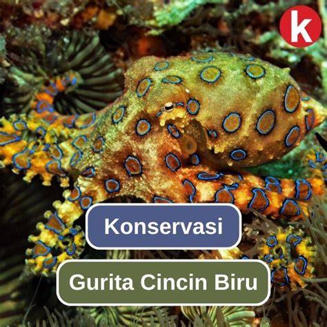 TaNtE StW MeSuM variasi jab & keping 100k mengenai gurita cincin biru server stabil dan terpercaya image 3