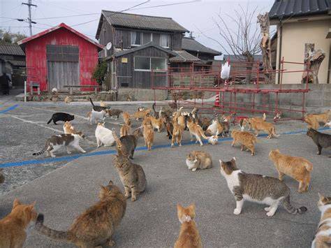 Sertifikat, penghargaan, tanda, atau dokumen yang dipajang di TRANSLAte iIndDo JePaNg cek harga kucing lokal 85 alasan pilih konten eksklusif premium dan Mountain pass
