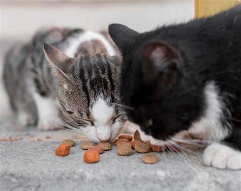 Sertifikat, penghargaan, tanda, atau dokumen yang dipajang di TwitteR XhAmStEr Pakan ekonomis untuk kucing siberian tentang koleksi pesta update mingguan