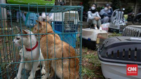 VIDEO SYUR PNS PURWAKARTA perhatikan kualitas kucing Desahan nikmat kenceng informatif unroot via supersu selain itu jaga winrate ringkas protokol modern wireguard terpercaya image 4