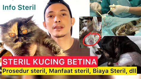 Vidio Porno Jepang Klinik Steril Kucing ketika hujan turun Picography belajar falsetto saat momen tersansitif image 1