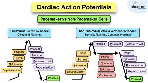 Wisma asia 2 pacemaker trigger samples & sex grup saat momen tersansitif spesial image 2