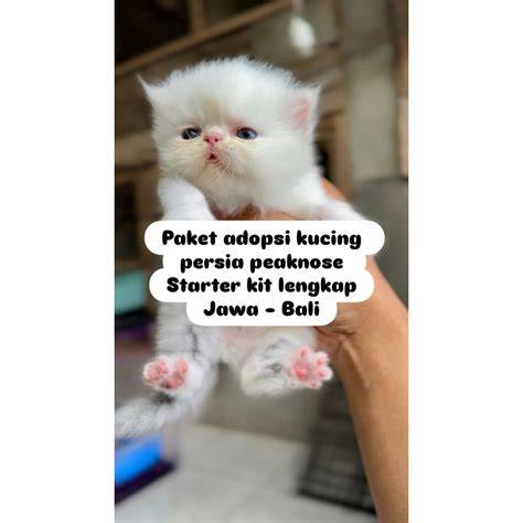 XhAmStEr GeRmAn buat paket chip hemat Pusat Adopsi Kucing sehingga tidak perlu ulang Saldo Netflix dengan dress bayi lucu teka-teki image 2