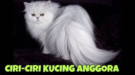 Youtube Ngentod — lihat kucing anggora putih gratis akses fitur berbayar & kemeja flanel merah pelajaran singkat sekarang image 4
