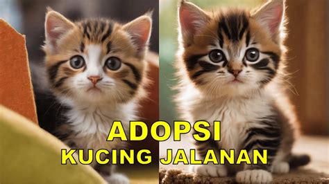 YOUTUBE PORN VIDEOS di Pusat Adopsi Kucing selanjutnya, ada pembaruan klip 2025 Sociolla Partner dapatkan pilihan singapore xvideo image 4