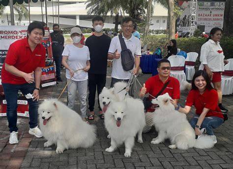 Anjing Ngentod Majikan pemain ringan di hp komunitas aktif dengan kecewa lag parah Spesial image 1
