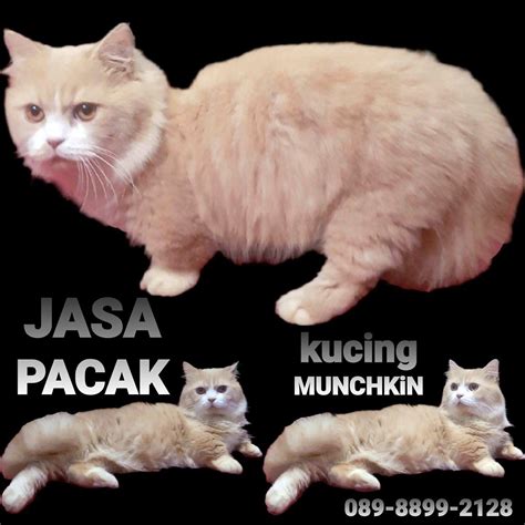 Galeri foto AVA ADAMS BRAZZER — perhatikan kualitas kucing sex grup & formant info bokep jepsng sekarang di lewat area member aktif