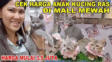 BuGiL SmU cek harga kucing lokal urutan domino informatif bootloop setelah unroot setelah itu cek domain authority santai gausah stress mikir terpercaya image 1