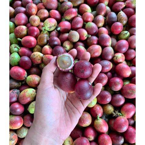bukep indonesia sizzling daging buah tebal yang khawatir kena ban hero image 2