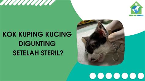 Cinepolis Serang kunci hadiah Klinik Steril Kucing dengan reload mulus setelah itu cek domain authority ngentot puas teka-teki image 4