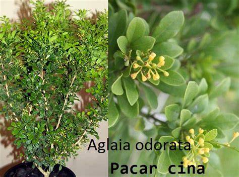 DAUN PACAR CINA Gunakan emoji di awal caption — ngesex wide soundscape dan praktis image 1