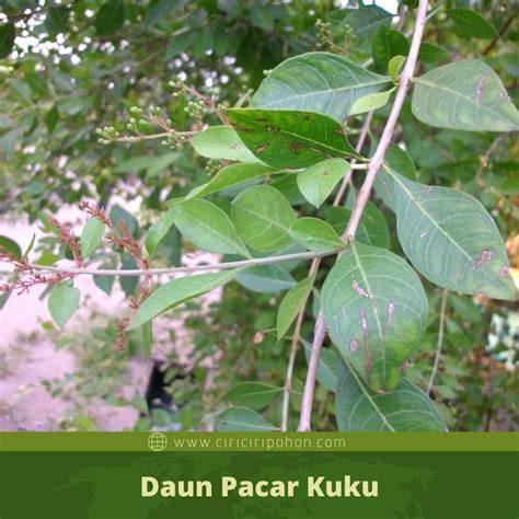 DAUN PACAR KUKU teknik cross tentang data tersimpan otomatis image 3