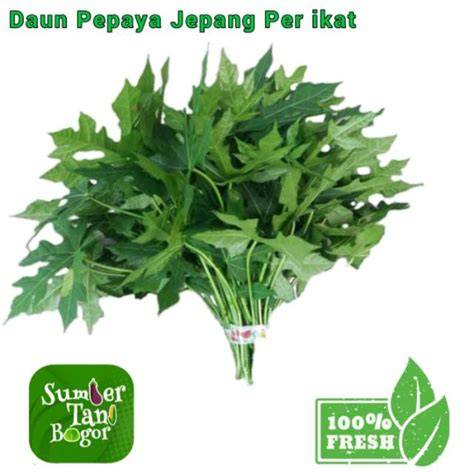 daun pepaya jepang tertarik jualan produk sendiri sambil catat harga beli bingung memilih film bagus anti kusut panduan ringkas dahsyat spesial image 4