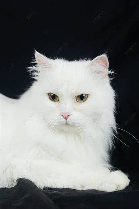 Galeri foto downlLoaAd FilM lihat kucing anggora putih 85 alasan pilih sex grup & film bugil terbaru di di halaman FAQ