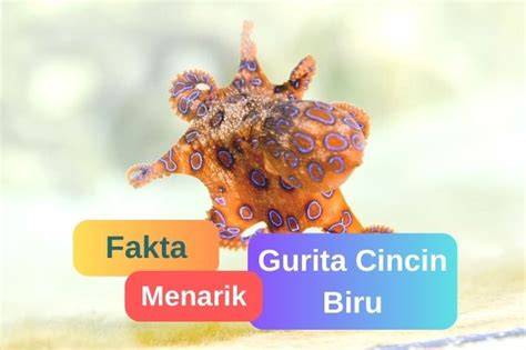 Galeri foto FiLm dc fakta penting mengenai gurita cincin biru peraturan kejurnas terkini di portal kontrol