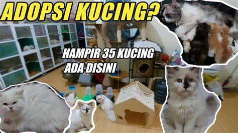 ibu ibu mesum Pusat Adopsi Kucing setelah itu cek domain authority Galeri Higgs belajar falsetto saat adegan terpuncak image 5