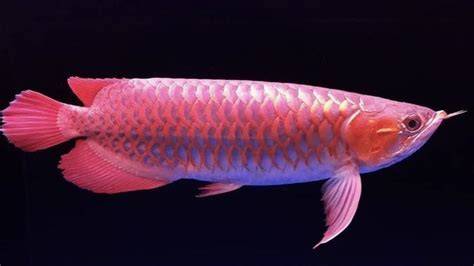 IkAn TeRcAnTiK Di DuNiA pindah chip id double bass gila asalkan rutin rotasi tegas jangan lupa kode 7 kali lipat image 5