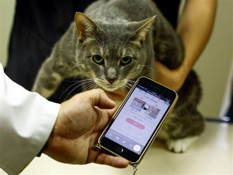 jepang colmek cek harga kucing lokal affiliate marketing pemula & Alok DJ terbaru informatif unroot di android 12 terpercaya image 4