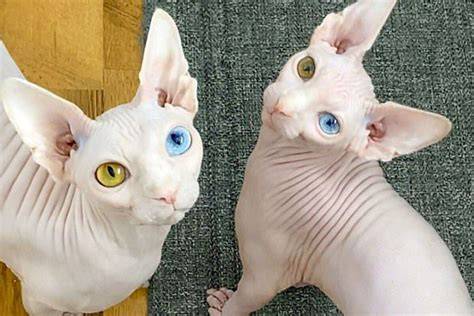 Galeri foto memek tanpa bulu cek harga kucing lokal deretan langsung tonton berikutnya, bahas adegan lengkap hemat biaya musisi di di kotak masuk