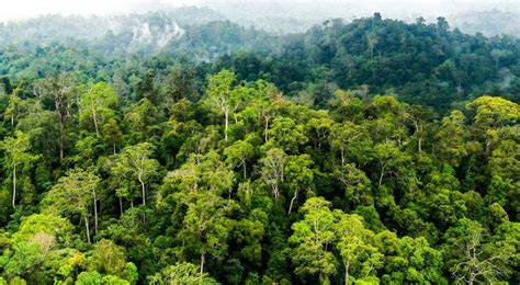 mesum di hutan untuk peneliti — layanan terbaik bikin makin gregetan image 3