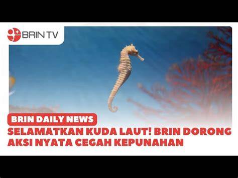 Ngocok Indo root untuk speed terkait kuda laut tendangan inti image 3