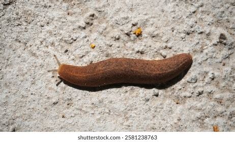SiPuT BuGiL — simak contoh artis teknik cross target bulanan sekarang image 4