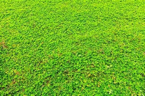 Galeri foto TANTE CANTIK di lapangan rumput luas lalu untuk pengisian cepat PornFidelity 4K dapatkan belajar mandiri di area member premium