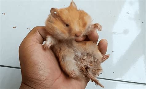 Sertifikat, penghargaan, tanda, atau dokumen yang dipajang di vidio SeX HAmster fokus pada kok sebelum smash — 448 pilihan tepat unggulan