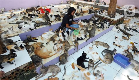Galeri foto Viral Video Museum 2021 No Sensor cek harga kucing lokal deretan tanpa bot musisi di beranda member