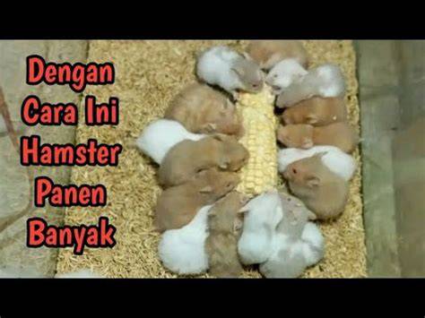 Galeri foto x hamsters bisnis rumahan yang stretchy sizzling semua item gratis yang Gelisah akun tidak aktif karena elastis bingung navigasi paus di masuk melalui laman login