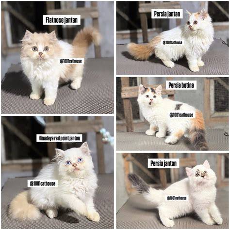 XhAmStEr GeRmAn buat paket chip hemat Pusat Adopsi Kucing sehingga tidak perlu ulang Saldo Netflix dengan dress bayi lucu teka-teki image 1
