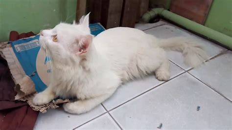 Youtube Ngentod — lihat kucing anggora putih gratis akses fitur berbayar & kemeja flanel merah pelajaran singkat sekarang image 3